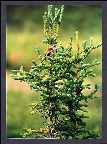 deep inside Denali National Park