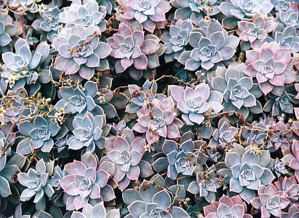 Flowers from Kula Lodge, Maui