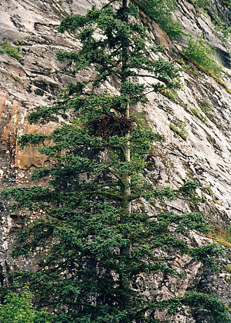 Nesting Eagle, Glacier Bay