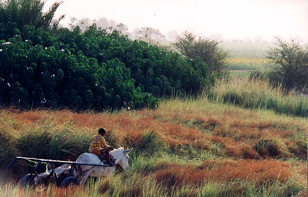 The west bank of the Nile, Egypt