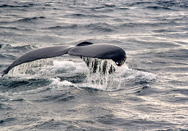 The advantage of a smaller boat on Glacier Bay, Alaska